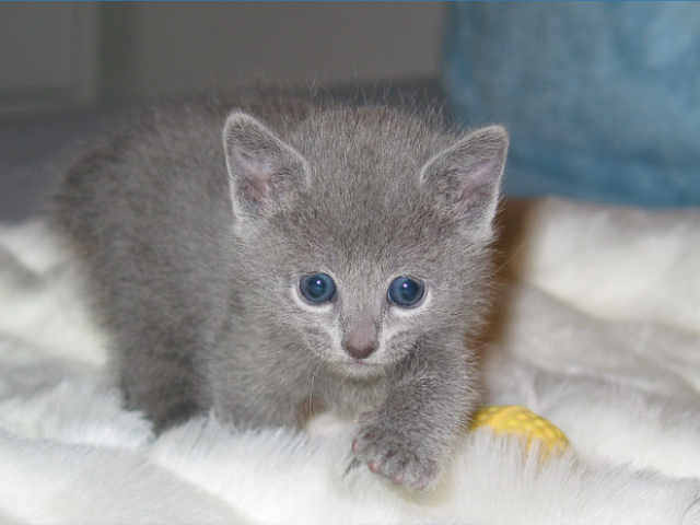 Gatita joven de raza Azul Ruso Gatita joven de raza Azul Ruso