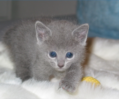 Gatita joven de raza Azul Ruso