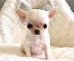 Regalo Cachorros Chihuahua Whatsapp (+34)612408575