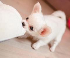 Regalo Cachorros Chihuahua Whatsapp (+34)612408575