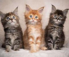 Regalo Gatitos Maine Coon