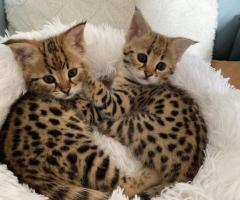 Regalo Gatitos Savannah