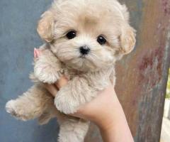 Regalo caniche mini disponibles para adopción(+34634683995)