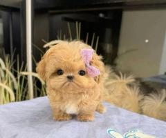 Regalo caniche mini disponibles para adopción(+34634683995)