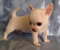 Regalo chihuahua mini disponibles para adopción(+34634683995)