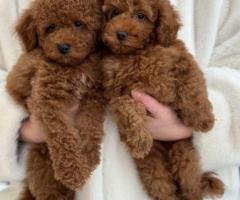 Cachorros de caniche toy, bichón maltés y maltipoo {633944508}