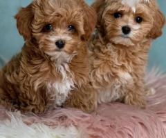 Cachorros de caniche toy, bichón maltés y maltipoo {633944508}