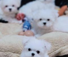 Cachorros de caniche toy, bichón maltés y maltipoo {633944508}