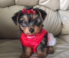 Regalo Yorkshire mini toy disponibles para adopción(+34634683995)