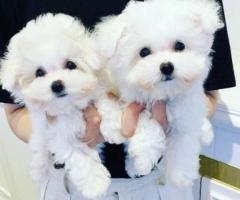  Regalo Cachorros Bichon Maltes whatapps.614627713 
