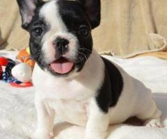  Regalo Cachorros Bulldog France whatapps.614627713 