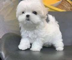  Cachorros malteses sanos, machos y hembras(+34 632251918)
