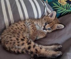 Serval excepcional: la elegancia de la sabana en tu hogar