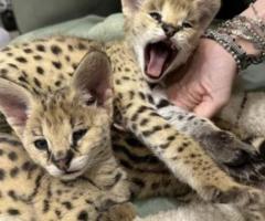 Serval excepcional: la elegancia de la sabana en tu hogar