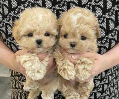 Regalo cachorros Caniche Para Adopcion whatsapp: 613372697