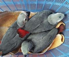 Regalo Loros Yaco Papillero, whatsapp: 613372697