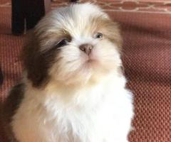 Regalo cachorros de Shih Tzu, whatsapp 613372697