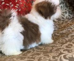 Regalo cachorros de Shih Tzu, whatsapp 613372697