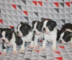Regalo Impresionate Cachorros Boston Terrier whatsapp:613372697