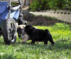 Regalo  Cachorros Carlino Pug whatsapp:613372697