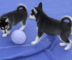 Regalo Preciosos Cachorros Husky Siberiano whatsapp:613372697