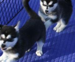Regalo Preciosos Cachorros Husky Siberiano whatsapp:613372697
