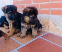 Regalo Fantastico Cachorros Pastor Aleman, whatsapp:+34 613372697