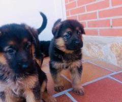 Regalo Fantastico Cachorros Pastor Aleman, whatsapp:+34 613372697