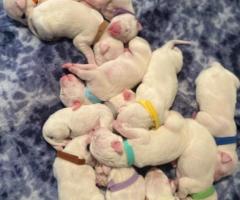 Regalo Camada Cachorros Dogo Argentine whatsapp:613372697