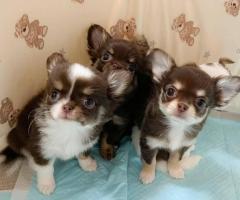 Regalo Chihuahua Miniaratura,whatsapp:613372697 