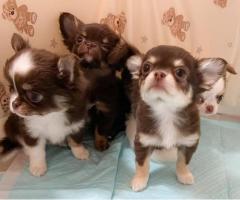 Regalo Chihuahua Miniaratura,whatsapp:613372697 