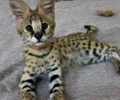 sabana con pequeños gatitos caracales