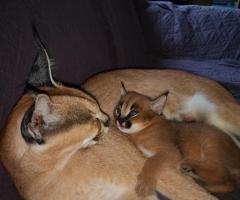 sabana con pequeños gatitos caracales