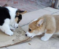 Cachorros Corgi machos y hembras bien entrenados