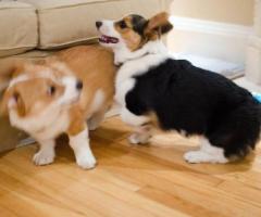 Cachorros Corgi machos y hembras bien entrenados