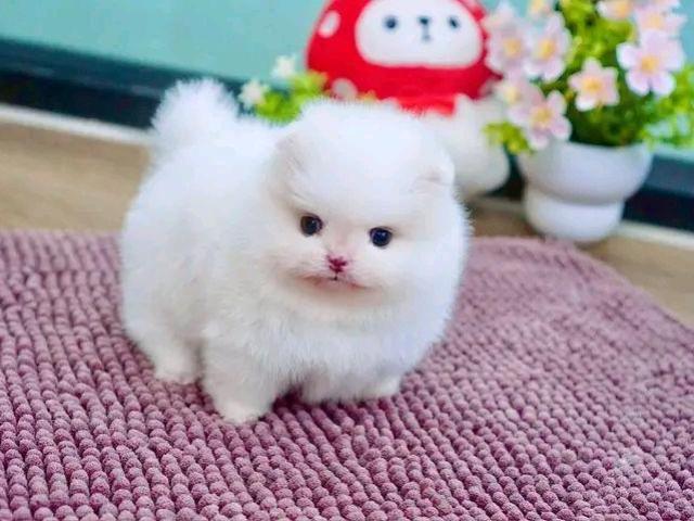 Cachorros de Pomerania disponibles 