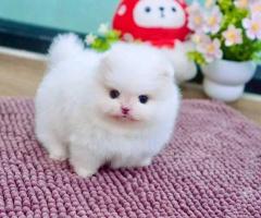Cachorros de Pomerania disponibles 