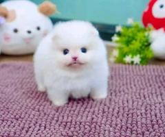 Cachorros de Pomerania disponibles 