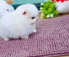Cachorros de Pomerania disponibles 