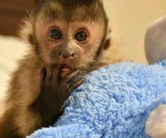 mono capuchino 