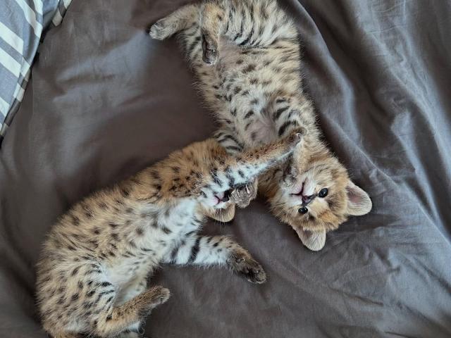 Serval excepcional: la elegancia de la sabana en tu hogar