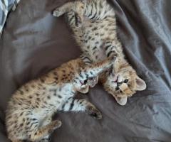 Serval excepcional: la elegancia de la sabana en tu hogar