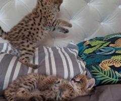 Serval excepcional: la elegancia de la sabana en tu hogar