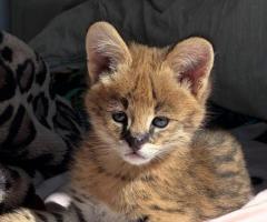 Serval excepcional: la elegancia de la sabana en tu hogar