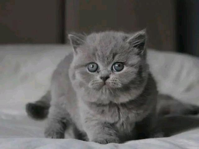 Gatitos británicos de pelo corto 