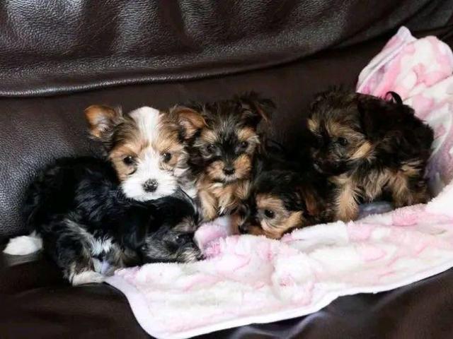 Cachorros de Yorkshire terrier disponibles 