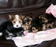 Cachorros de Yorkshire terrier disponibles 
