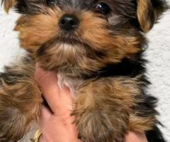 Cachorros de Yorkshire terrier disponibles 