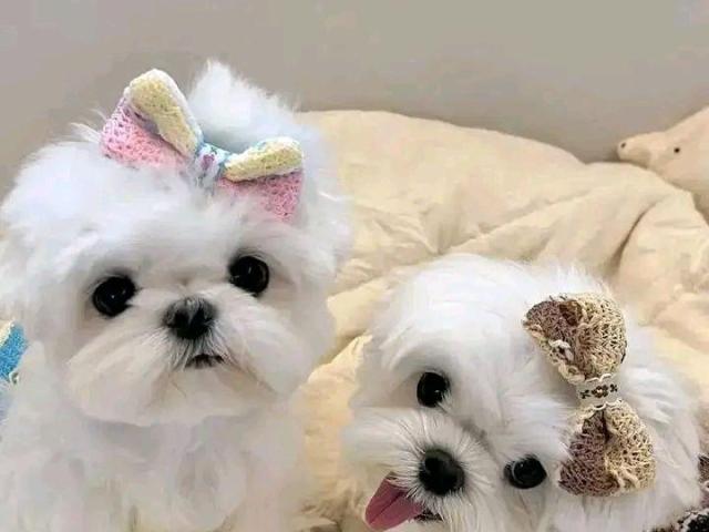 Adorables cachorros malteses Disponible para realojamiento 