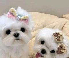 Adorables cachorros malteses Disponible para realojamiento 